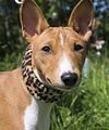 Basenji KSM Muenster 2014 (1041)